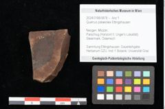 Foto (Objekt + Etikett) von Quercus palaeoilex Ettingshausen (NHMW-GEO-2024-0188-0878)